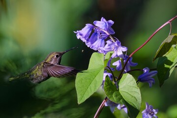 Anna's hummingbird (Calypte anna) collecting pollen from purple flower