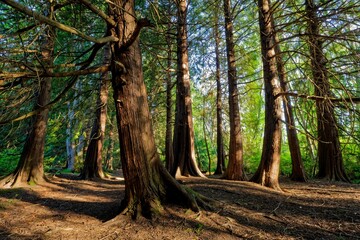 Dense trees at Royal Roads University in Victoria, BC, Canada