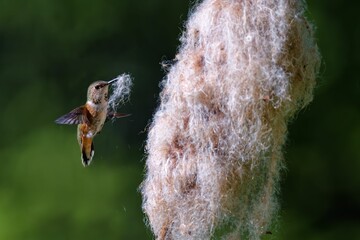 Rufous hummingbird with a cattail