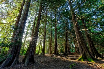 Dense trees at Royal Roads University in Victoria, BC, Canada