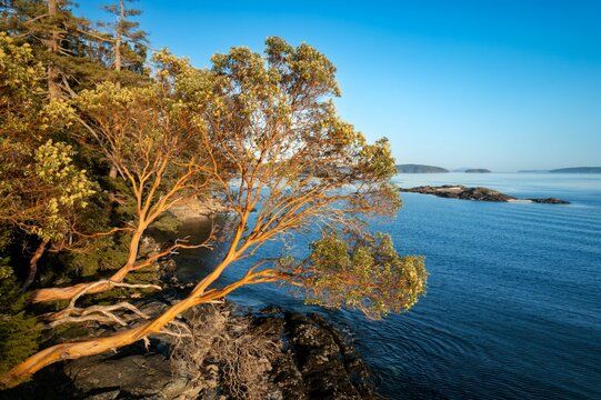 Madrone (arbutus) tree in Fulford Harbour, Salt Spring Island, BC, Canada