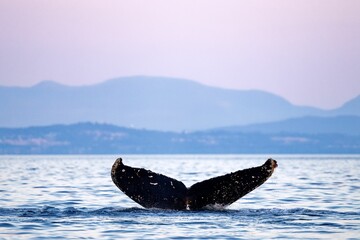 Humpback whale tail fluke seen on the water's surface. Texada Island, BC Canada.