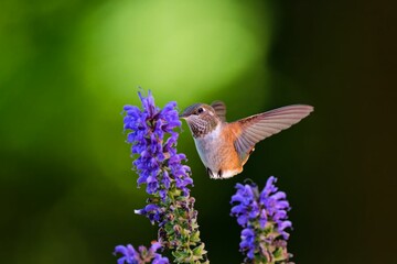 Female rufous hummingbird drinking nectar from purple flowers. Salt Spring Island, BC Canada.