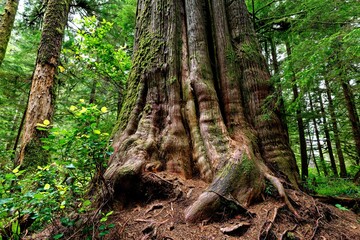 Ancient western red cedar at Avatar Grove, Port Renfrew, Vancouver Island, BC Canada.