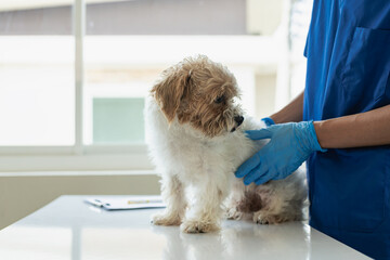Veterinarian vaccinates cute dog in cute dog clinic Punchee Tzu sitting at the doctor's office, a...