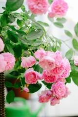 Beautiful pink roses in a garden