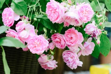 Beautiful pink roses in a garden