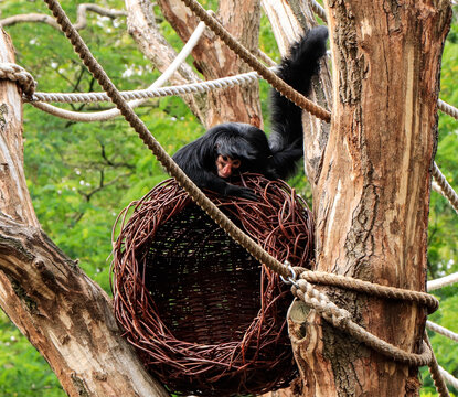 Closeup shot of a Red-faced spider monkey on a round nest in a tree