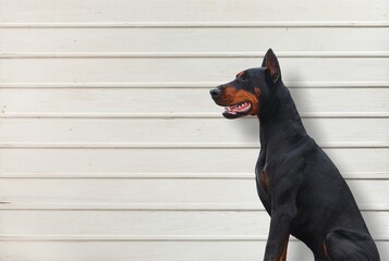 Beautiful smart young dog posing