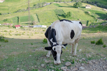 cows grazing on a pasture on the mountainside
