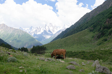 Fototapeta na wymiar cows grazing on a pasture on the mountainside
