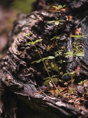 Vertical closeup of green leaves of a plant climbing on a tree trunk