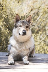 Cute adorable Czechoslovakian Wolfdog dog enjoying the weather in the park