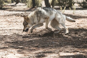 Cute adorable Czechoslovakian Wolfdog dog enjoying the weather in the park