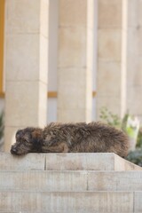 Fototapeta premium Schnauzer dog lounging on a concrete step with a building in the background