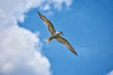 Whiskered tern (Chlidonias hybrida) in natural habitat