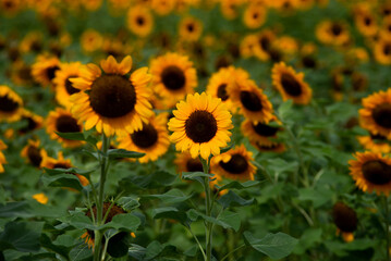 sunflower field in summer, sunflower in field, sunflower background