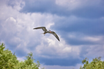 Whiskered tern (Chlidonias hybrida) in natural habitat