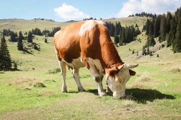 Fototapeta na wymiar a brown and white cow is grazing on some grass in the mountains