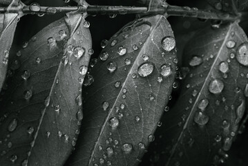 Background, pattern. Raindrops on green leaves of the large-flowered St. John's wort, Hypericum...