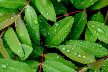 Background, pattern. Raindrops on green leaves of the large-flowered St. John's wort, Hypericum...