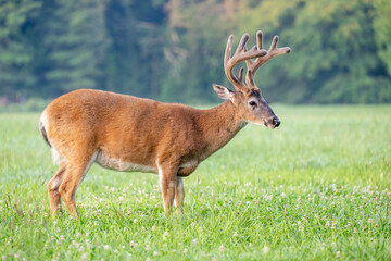 Whitetailed deer buck in velvet