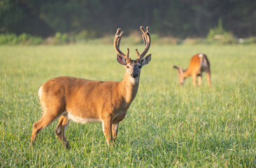 Whitetailed deer buck in velvet