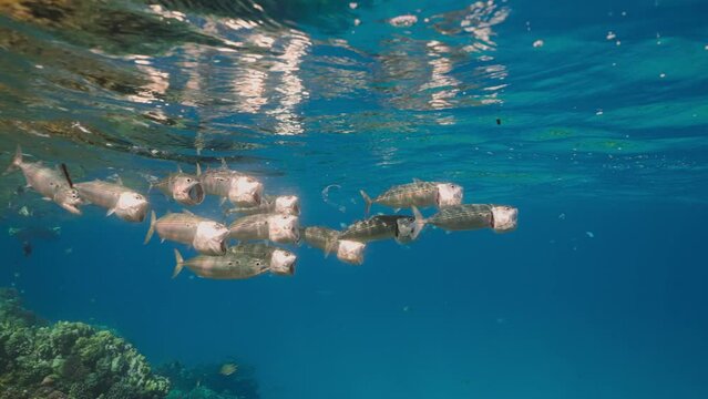 School of Mackerel floating with open mouths and filtering for zooplankton under suface of blue water, slow motion. Striped mackerel or Indian mackerel (Rastrelliger kanagurta) 