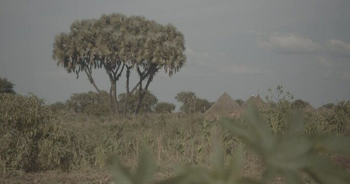 Traditional Mundari tribe village Terekeka South Sudan