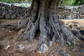 Fototapeta na wymiar old olive tree, Adriatic coast, northern Mediterranean, summer, sunny