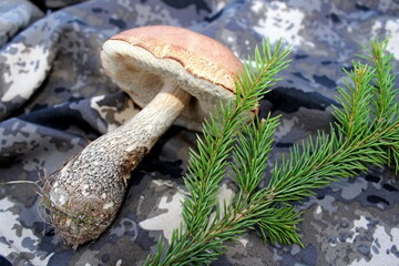 mushroom in the forest