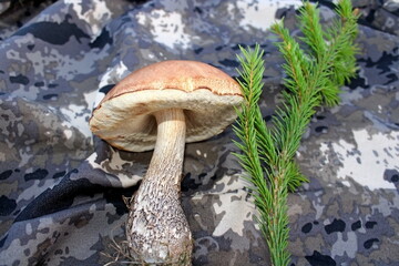 mushroom in the forest