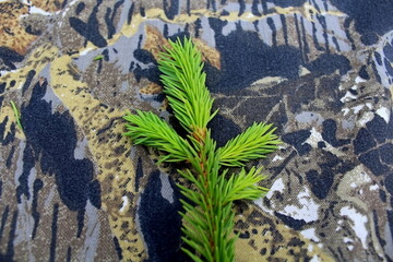 green moss on the tree