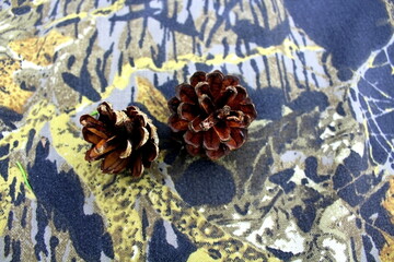 cones on a wooden background