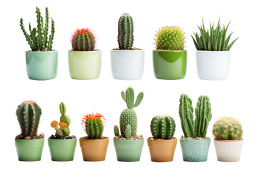 Many small green cacti in pot, cactus plant, isolated, png, generative AI