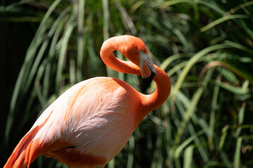 Pink flamingo enjoying the sunny day