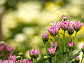 Garden Beauty in Nature: Close-Up of Colorful Chrysanthemum Blooms in Rural Farm