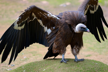 Vulture. A majestic Grilled Vulture in Spain. International Vulture Day. 2 September 2023. Big birds of prey sitting on the stone in the rocky mountain. National Park.