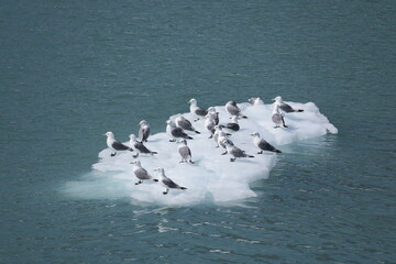 M&ouml;wen auf Eisscholle