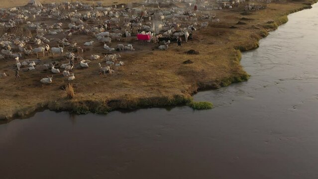 Aerial view of long horns cows in a Mundari camp Terekeka South Sudan