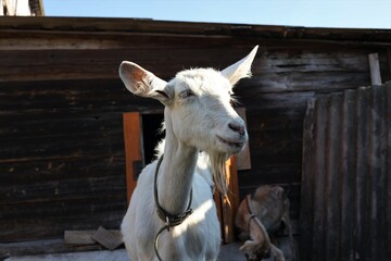Obraz premium goat on farm