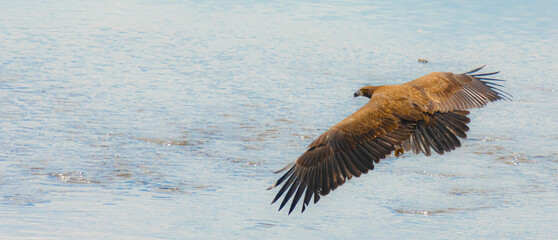 Juvenile American Bald  3 month old Flying