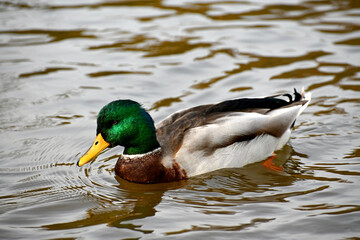 schwimmende Stockente