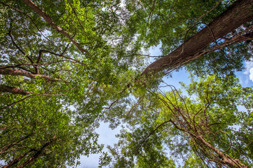 A view from the bottom of a big tree in the forest.