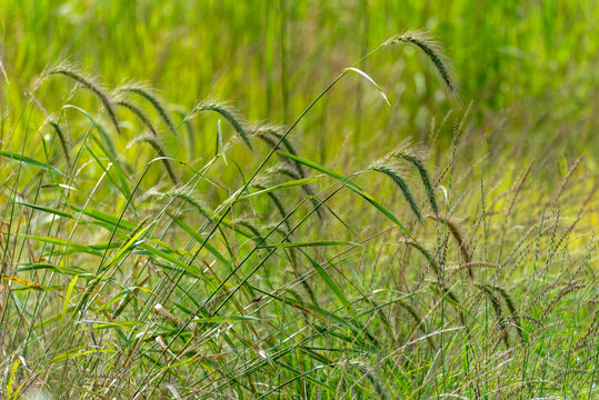 Canada Wild Rye Grass Growing In The Field In Late August In Wisconsin