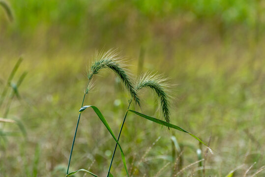Canada Wild Rye Grass Growing In The Field In Late August In Wisconsin