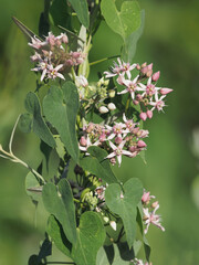 Swallow-wort climbing vine, blooming plant, Cynanchum acutum