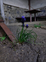 A blue muscari that sprouted from the asphalt
