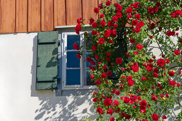 Window with beautiful  blossoms of red roses at City of Zürich district Schwamendingen on a sunny spring day. Photo taken June 1st, 2023, Zurich, Switzerland.