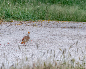 A Grey Francolin
